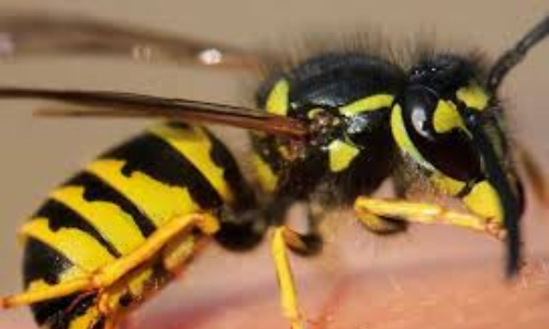 Wasp attack kills boy, injures 6 in Tiruporur