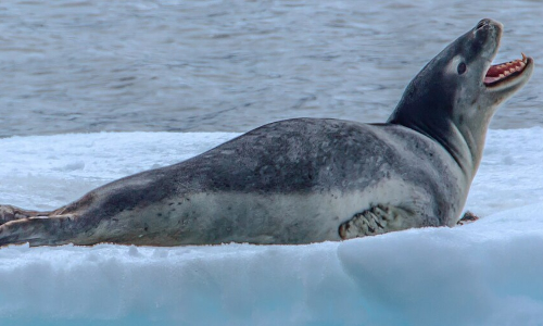 Rockabye baby: the ‘love songs’ of lonely leopard seals resemble human nursery rhymes