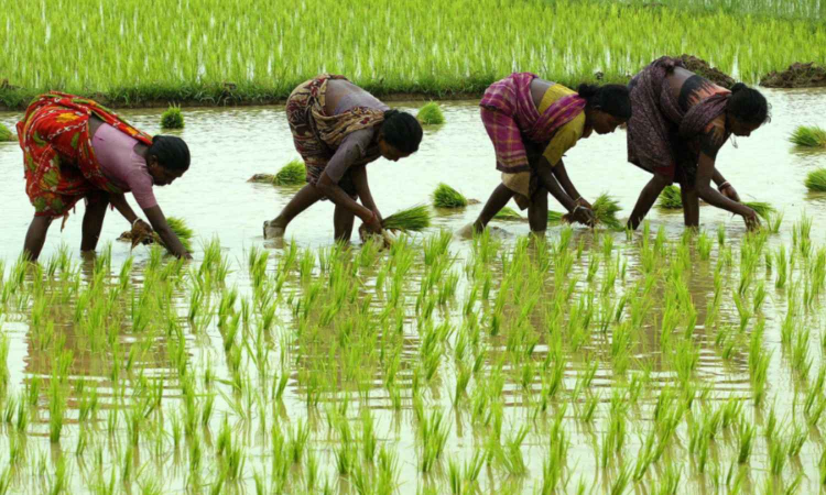 Kharif crops sowing this season may exceed last years level: ICRA