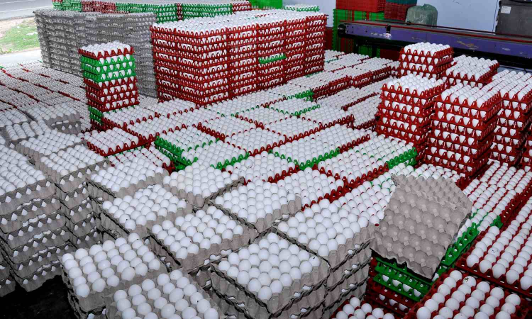 US tariff hike stalls Rs 20 crore egg export from Namakkal US tariff hike stalls Rs 20 crore egg export from Namakkal