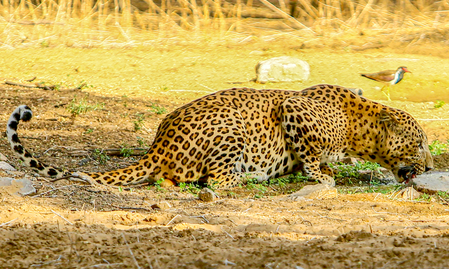 TN forest dept steps up leopard monitoring after cow killed near Coimbatore