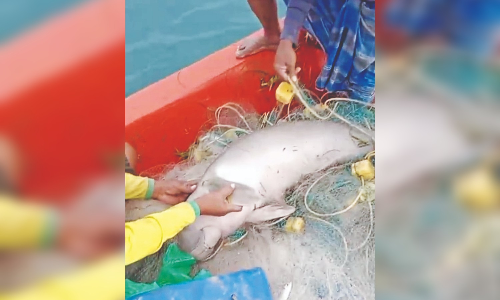 Thanjavur fishermen safely release young dugong into sea, get appreciation Thanjavur fishermen safely release young dugong into sea, get appreciation