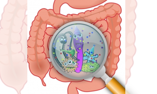 Non-antibiotic drugs can disrupt microbiome, raise gut infection risk