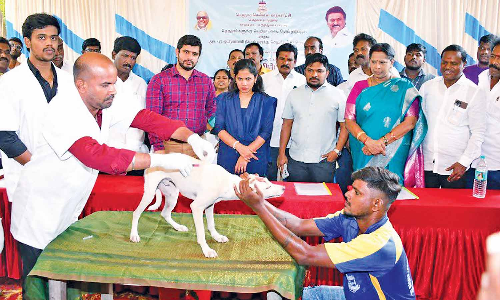 Chennai Corporation launches 60-day rabies vaccination drive, aims to cover 100 stray dogs per day