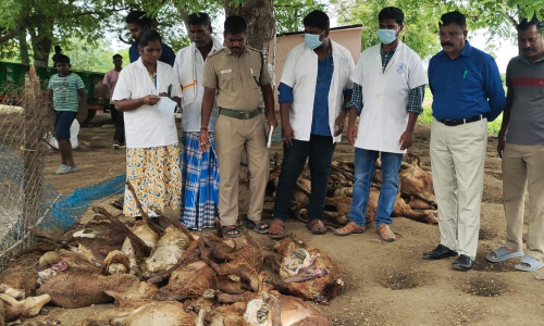 Over 40 livestock found dead overnight in Villupuram; hyena attack suspected