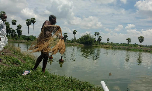 High potential for inland aquafarming visible in TN