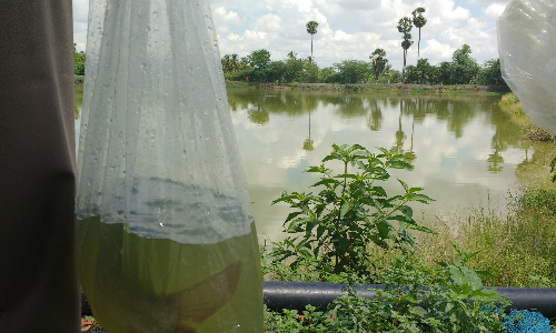Tamil Nadu: Freshwater fish highly nutritious, say experts Tamil Nadu: Freshwater fish highly nutritious, say experts