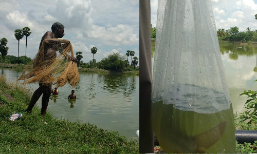TN farmers seek release of 8 cr fish fingerlings into waterbodies