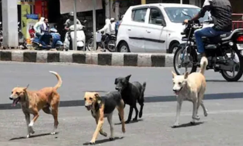 Civic bodies working extra time after SC order on stray dogs