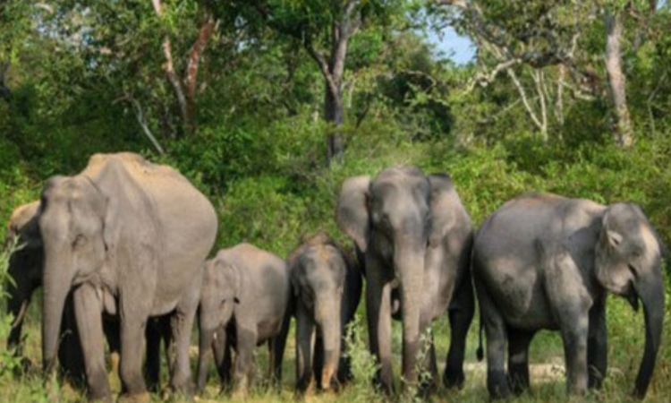 How to coexist: Kovai to host Elephant Day meet on August 12 How to coexist: Kovai to host Elephant Day meet on August 12