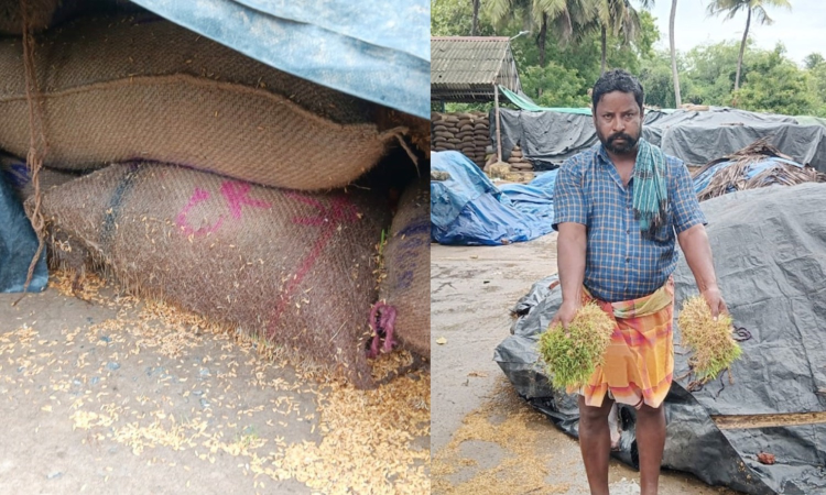 50k paddy bags at DPCs across delta damaged; farmers seek swift action