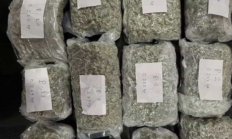 Hydroponic ganja worth Rs 7 cr seized at Coimbatore airport, two arrested Hydroponic ganja worth Rs 7 cr seized at Coimbatore airport, two arrested
