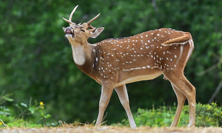 MCC to conduct deer census to gather insight into the animals behaviour and diet