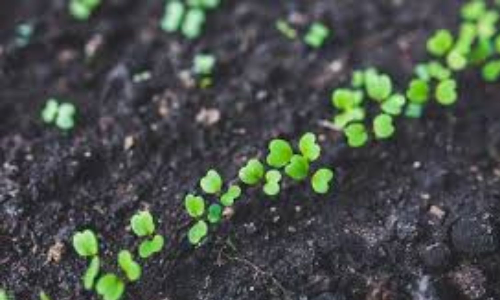 Over 1.55 cr native saplings to be planted after NE monsoon under MGNREGS