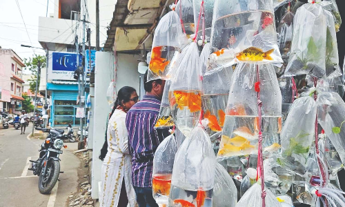 Business concerns: Will not move to mall-like Villivakkam complex, say Kolathur ornamental fish traders Business concerns: Will not move to mall-like Villivakkam complex, say Kolathur ornamental fish traders