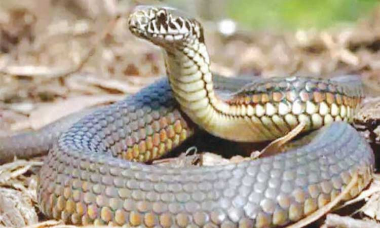Cobra slithers out at police booth, triggers panic Cobra slithers out at police booth, triggers panic