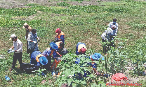DT Next Impact: Chennai Corporation clears garbage dumped around Ernavoor pond