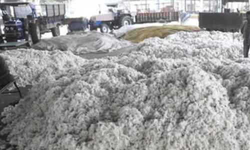 TN farmers worried over import duty cut on cotton