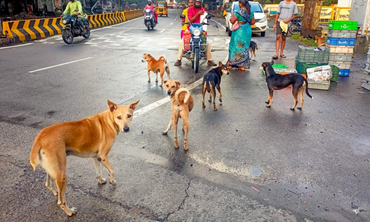 10,000 street dogs vaccinated in Tambaram anti-rabies camp