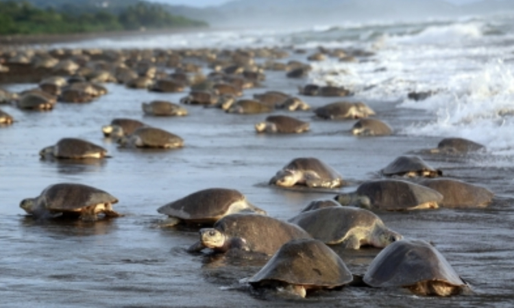 Elite marine force to protect Chennai‘s turtle beaches, fragile habitats