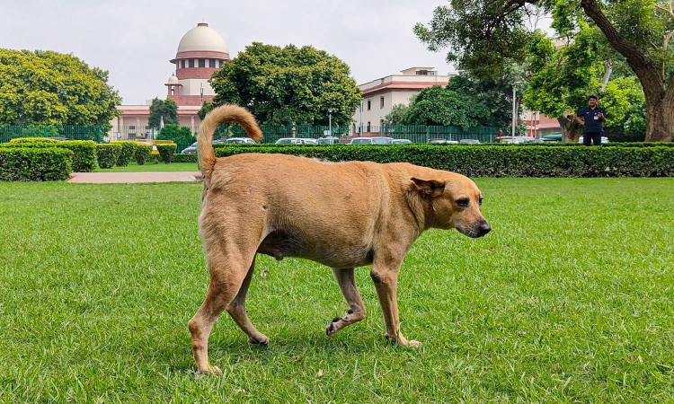SC to hear suo motu case pertaining to stray dogs on Oct 27 SC to hear suo motu case pertaining to stray dogs on Oct 27