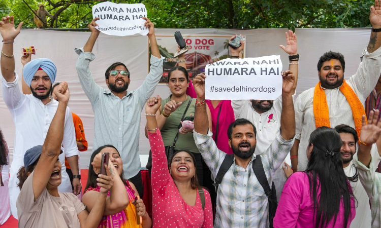 SC bars feeding of stray dogs on streets, asks civic bodies to create dedicated spaces for it