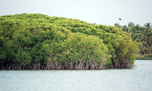 No funds available, TNs Thuraimangalam Lake restoration gets delayed