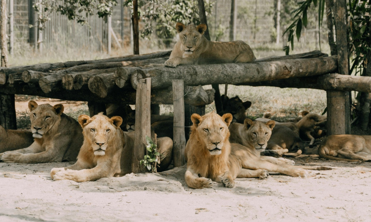 Nepal officially joins India-led International Big Cat Alliance