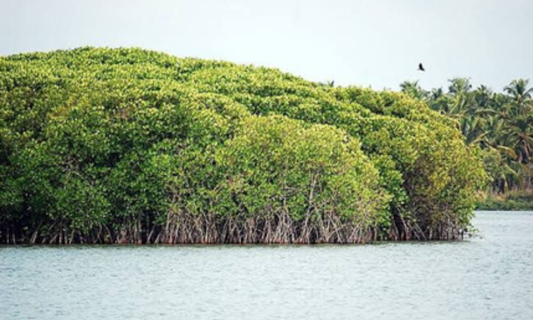 No funds available, TNs Thuraimangalam Lake restoration gets delayed No funds available, TNs Thuraimangalam Lake restoration gets delayed