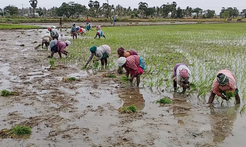 Samba cultivation kicks off with a full Mettur and hopeful ryots