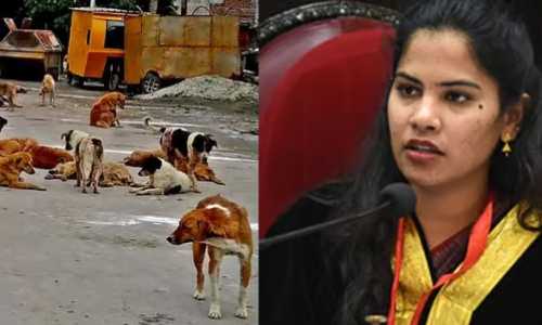 Animal birth control centers to open in 15 zones across Chennai by December