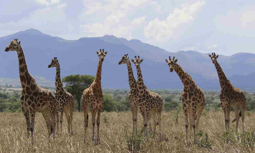 How many giraffe species are in Africa? New scientific analysis quadruples the count How many giraffe species are in Africa? New scientific analysis quadruples the count