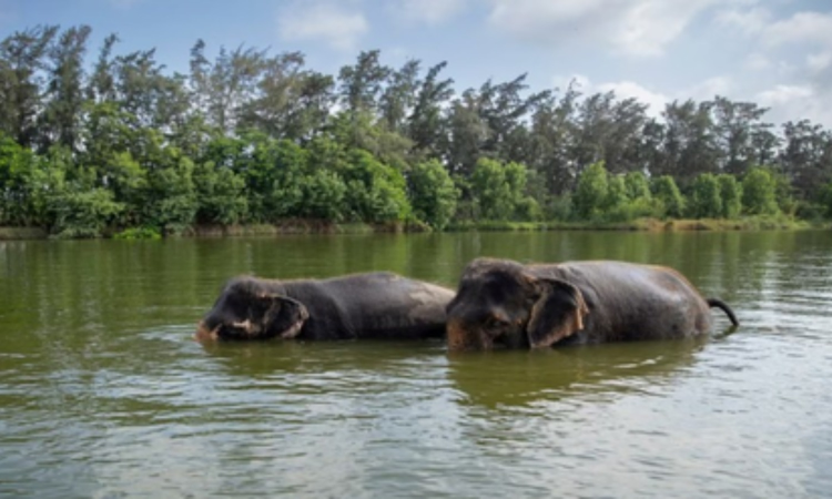 Will fully comply with SC order to appoint SIT: Vantara