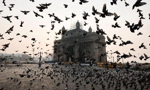 Religious objections: Mumbai’s pigeon-feeding rules aren’t going over well