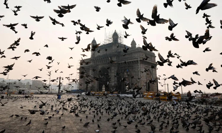 Religious objections: Mumbai’s pigeon-feeding rules aren’t going over well