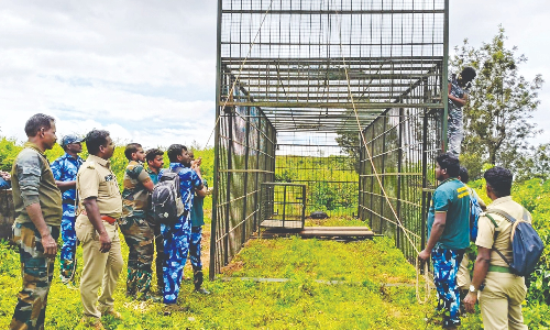 Huge cage brought from Kerala placed to trap tiger in Gudalur