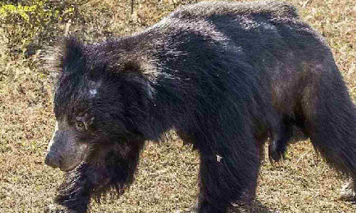 Farmer injured by bear attack in Theni Farmer injured by bear attack in Theni