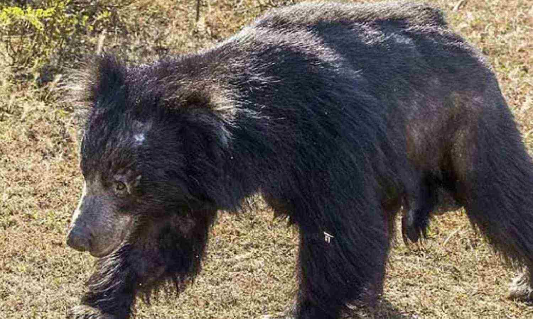 Farmer injured by bear attack in Theni