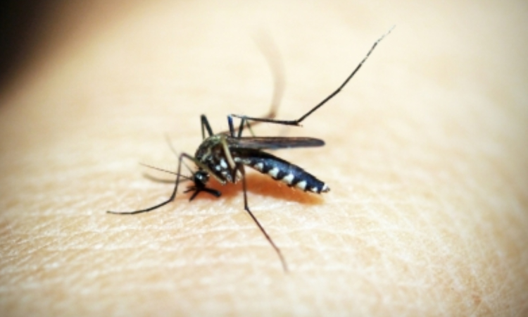 WHO-recommended spatial repellants effective for tackling malaria: Study