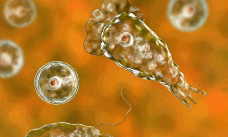 Fresh case of amoebic encephalitis reported from Keralas Kozhikode