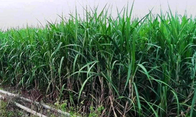 Tamil Nadu: Dejected sugarcane farmers switch to alternate crops Tamil Nadu: Dejected sugarcane farmers switch to alternate crops