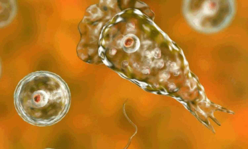 Kerala reports two more deaths from amoebic meningoencephalitis