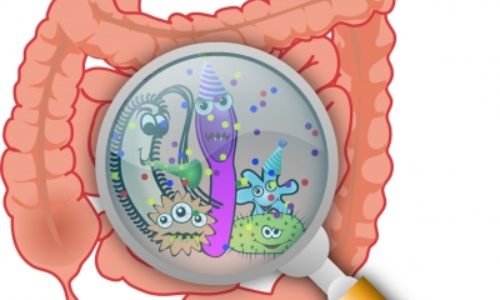 A pill to change gut microbiome key to fight obesity, related heart disease & diabetes risk
