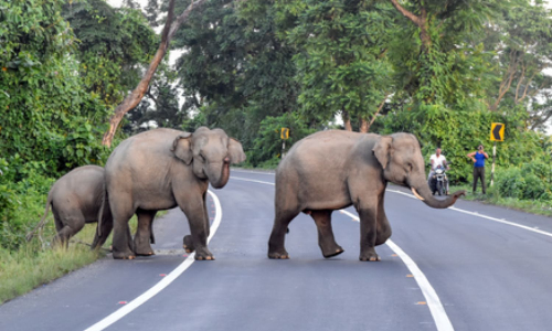 Human-elephant conflicts rise in TNs Coimbatore amid shortage of forest guards