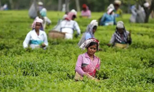 Small tea growers seek MSP for green leaves