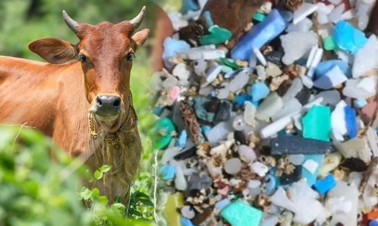 Doctors remove 28 kg plastic, 41 metal nails from pregnant cows stomach in HPs Una