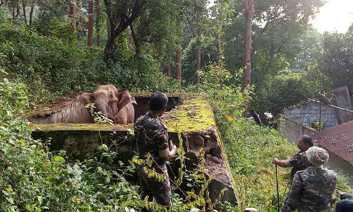 WATCH: Female elephant rescued from water tank in Coonoor