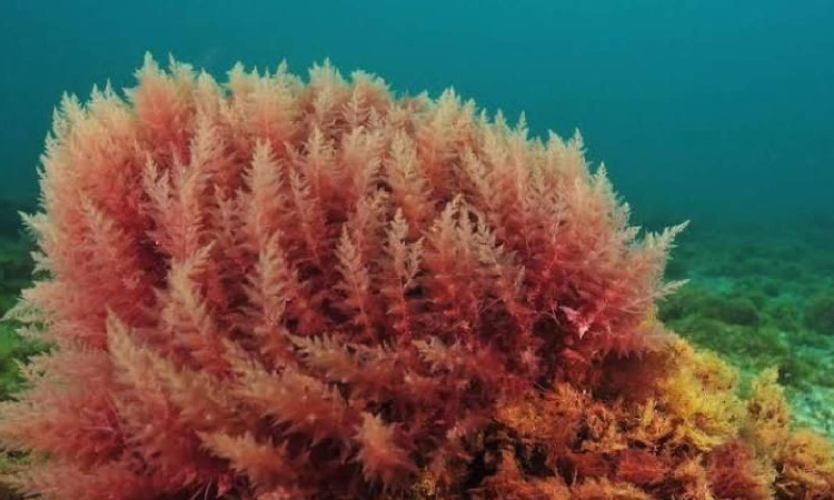 India can tap algae for rare earth extraction, says expert India can tap algae for rare earth extraction, says expert