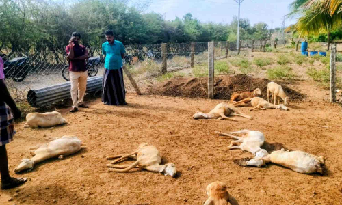 Stray dogs maul 6 goats to death in Tirupur