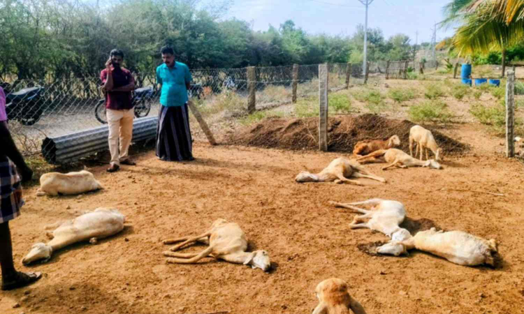 Stray dogs maul 6 goats to death in Tirupur Stray dogs maul 6 goats to death in Tirupur